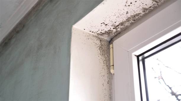 Best HVAC Mold Remediation in Columbus Junction, IA