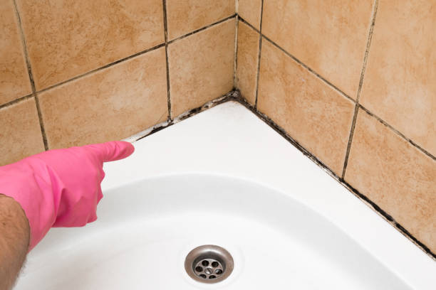 Best Localized Mold Remediation (e.g., coastal areas, humid climates) in Columbus Junction, IA