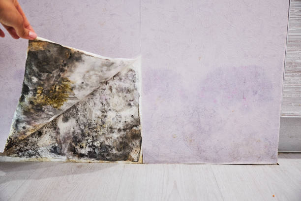 Best Mold Remediation for Specific Building Types in Columbus Junction, IA